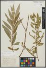 Foto von Salix alba L. x Salix fragilis L.